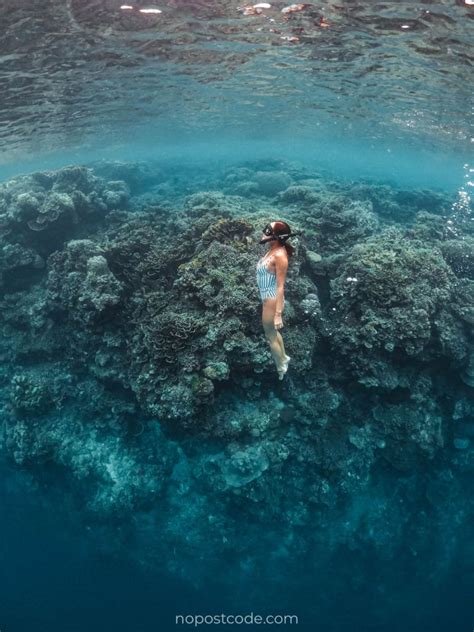 snorkeling cebu|TURTLE BAY MOALBOAL: Best Snorkeling Spot in .
